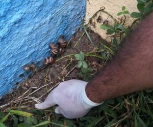 Caracol africano en Santa Marta.