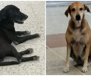 Trump (izq) y Noa son los dos perros que están sentenciados si no salen de la Terminal de Transportes.