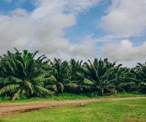 El buen comportamiento de la producción durante 2022 ha permitido atender adecuadamente el mercado interno.