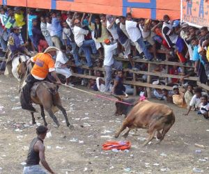 Proponen abolir las corralejas. 