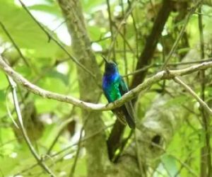 Campylopterus phainopeplus