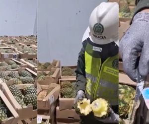 'Narco piñas' en el puerto de Cartagena.