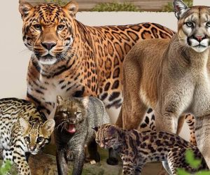 Estas son las especies de felinos que hay en el Magdalena.