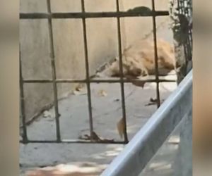 Perrito que fue arrojado en contenedor tras su muerte.