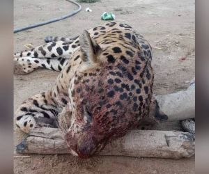 Jaguar asesinado.