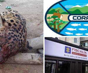 El jaguar fue atacado en zona rural de Ciénaga.