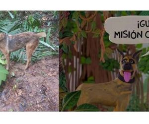 Wilson, el perro desaparecido en la selva
