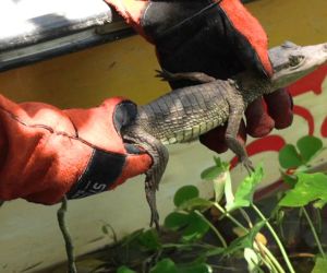 Corpamag libera animales silvestres en Ciénaga Grande de Santa Marta.