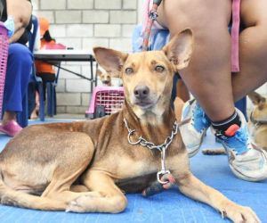 Esterilización de perros y gatos en Santa Marta