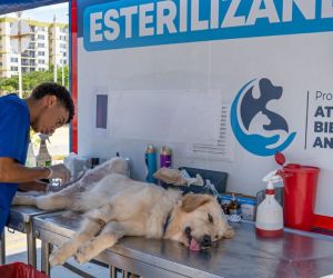 Esterilizaciones de la Alcaldía de Santa Marta