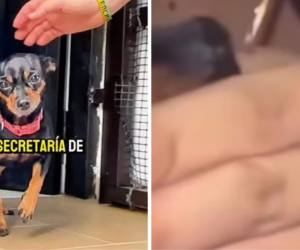 perrita rescatada.