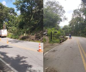 Vía a Minca fue afectada por la caída de un árbol. 