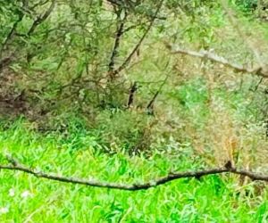 Cerca de la finca de nombre La Cruz.