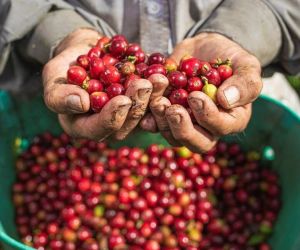 Producción de café en Colombia.