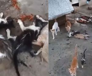 Envenenamiento de gatitos en el Polideportivo