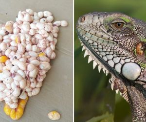 Huevos de iguana decomisados.