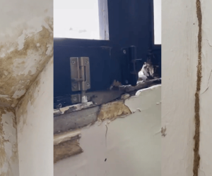 Infraestructura de la Asamblea del Magdalena se encuentra en mal estado