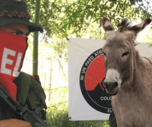 ELN usa burro cargado de explosivos para atacar al Ejército en Valdivia