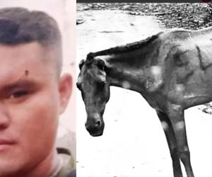 El ELN ha venido utilizando animales para su barbarie