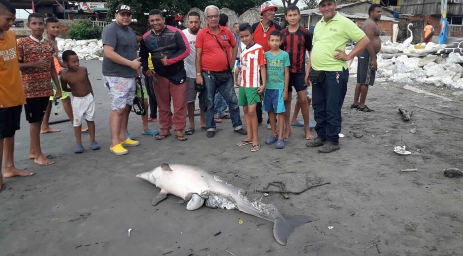 Un delfín muerto y en avanzado estado de descomposición fue detectado este miércoles cerca del muelle de Puerto Colombia.