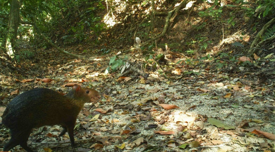 Hasta los Ñeques salieron durante el periodo de receso del Parque Tayrona.
