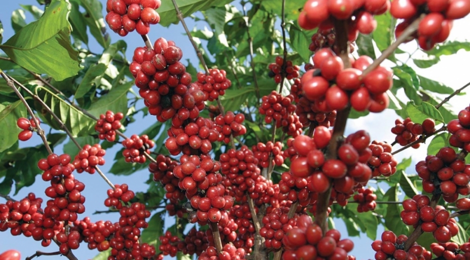 Se espera estén renovadas 26 mil hectáreas de café. 