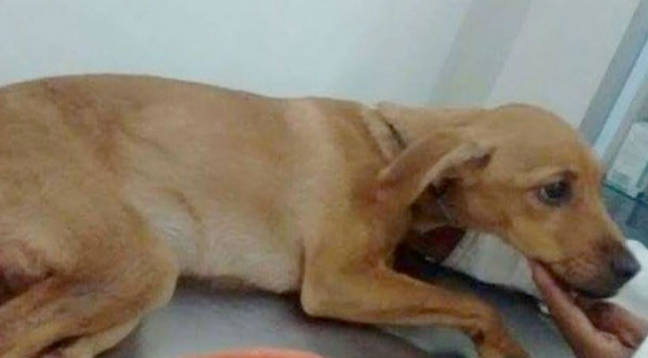 Lupita, perrita violada en Cali.