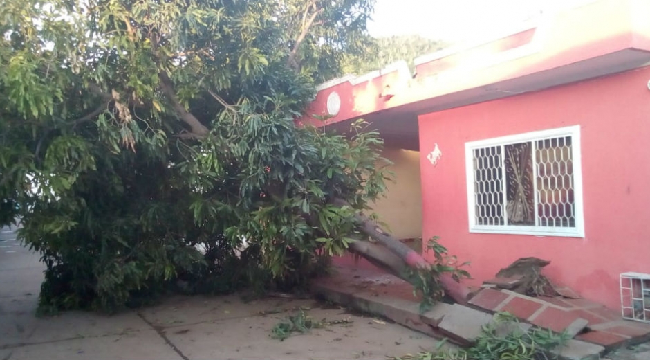 El árbol cayó en la carrera 12, entre calles 32 y 32 A.