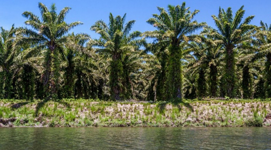 Palmas aceiteras del Magdalena 