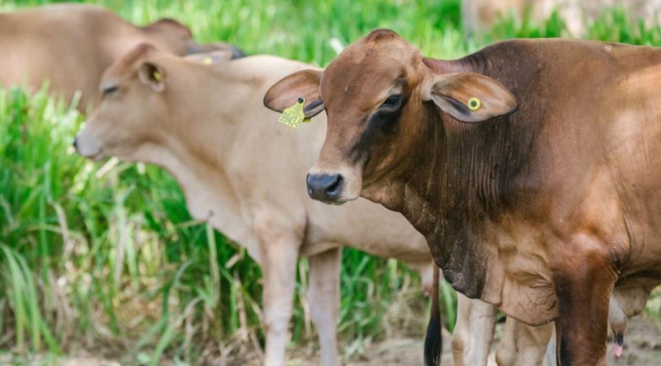 El pasado 1 de octubre se detectó un brote de fiebre aftosa en zona rural de Boyacá. 