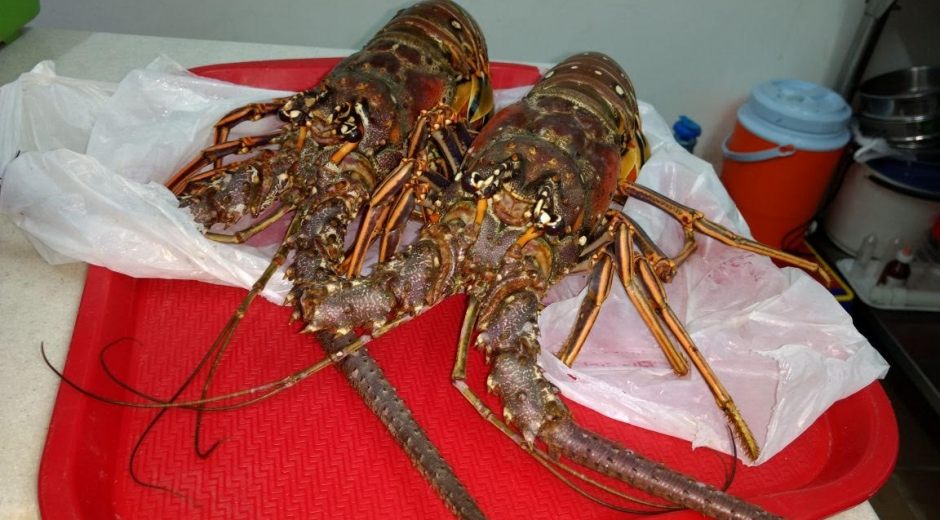 Unimagdalena. Un grupo de investigadores de la Universidad del Magdalena encontraron en langostas del municipio de Pueblo Viejo, el gusano nemertino Carcinonemertes conanobrieni que depreda los huevos de esta especie.