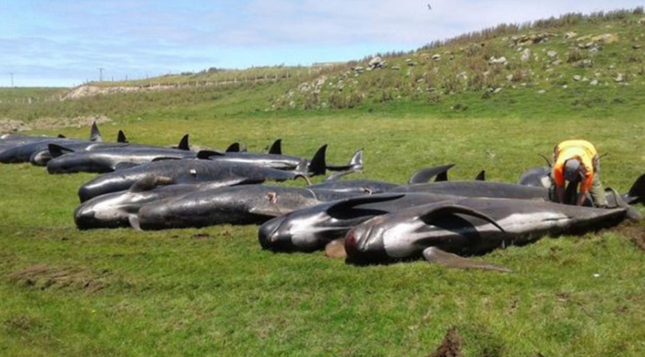  Parte de las ballenas fallecidas. 