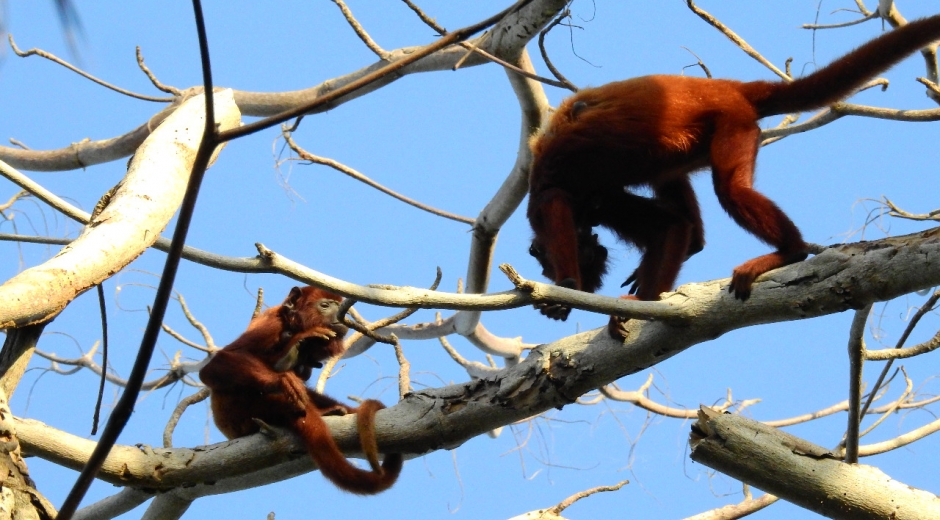 Corpamag Los monos aulladores presentan una enfermedad llamada Miasis forunculoide causada por larvas de Dermatobia hominis.