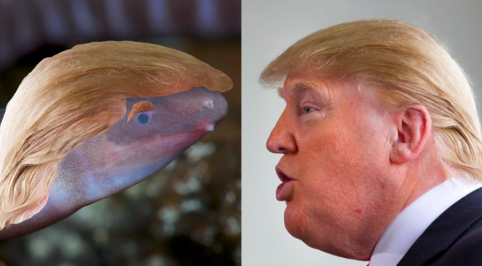 Un Dermophis donaldtrumpi.