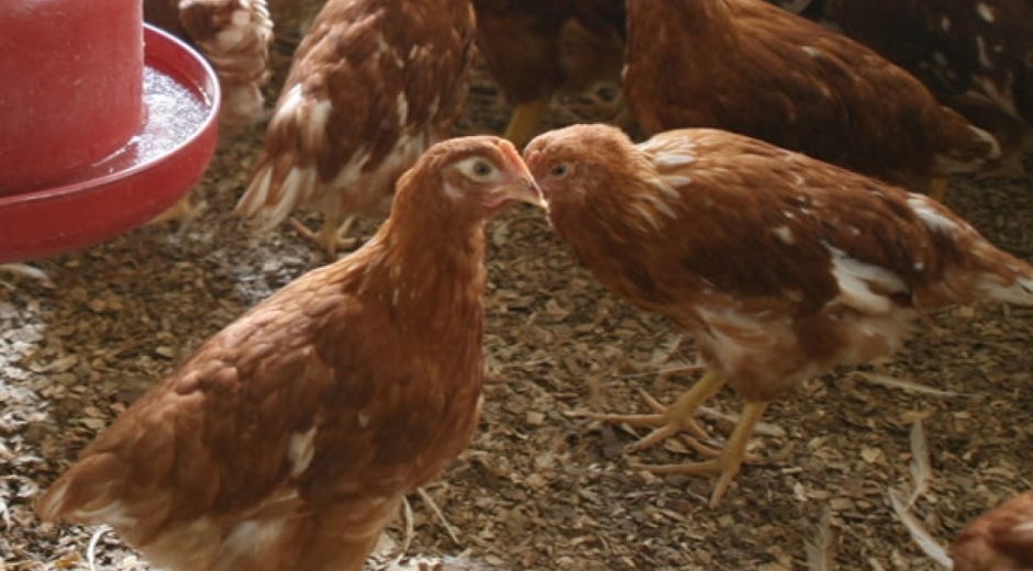 Afecta exclusivamente a las aves y no se transmite a los humanos.