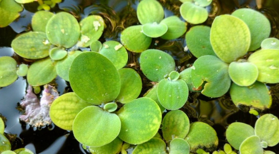 La “Lechuga de agua”, cuyo nombre científico es Pistia stratoites, es una planta que flota en las zonas costeras del Magdalena.
