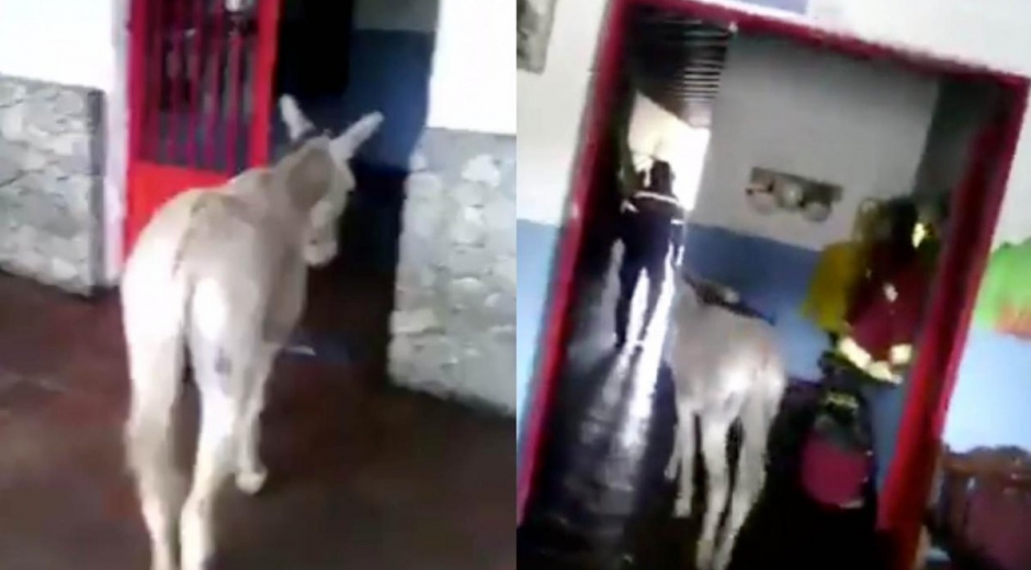 El burro que llamaron 'Maduro Moros'.