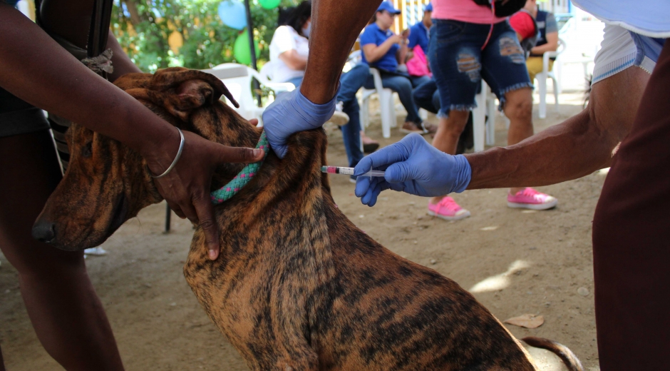 Con una jornada de salud animal, el Distrito, conmemoró el Día Mundial Contra La Rabia, 226 animales fueron vacunados.