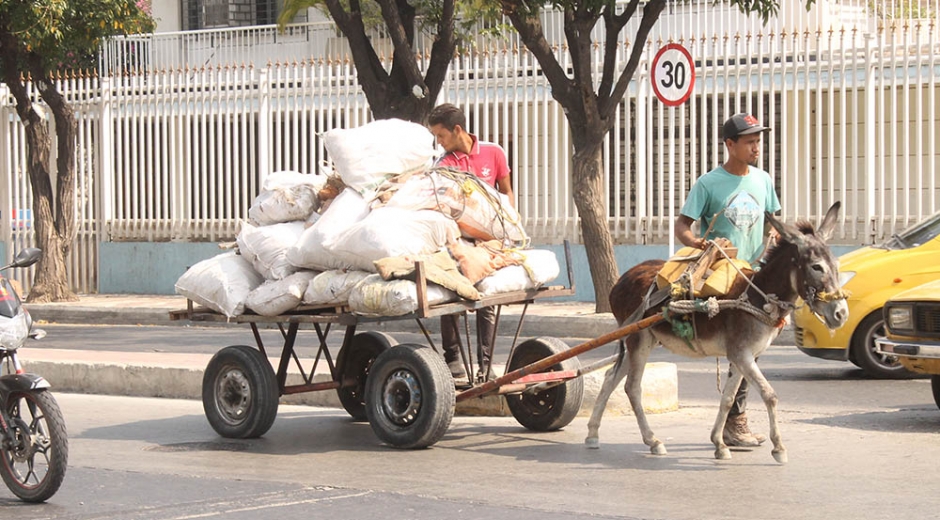 Vehículos de tracción animal en Santa Marta 