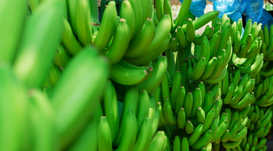 Agrosavia El cultivo de banano será uno de los temas más importantes en Expoagrosavia 2019