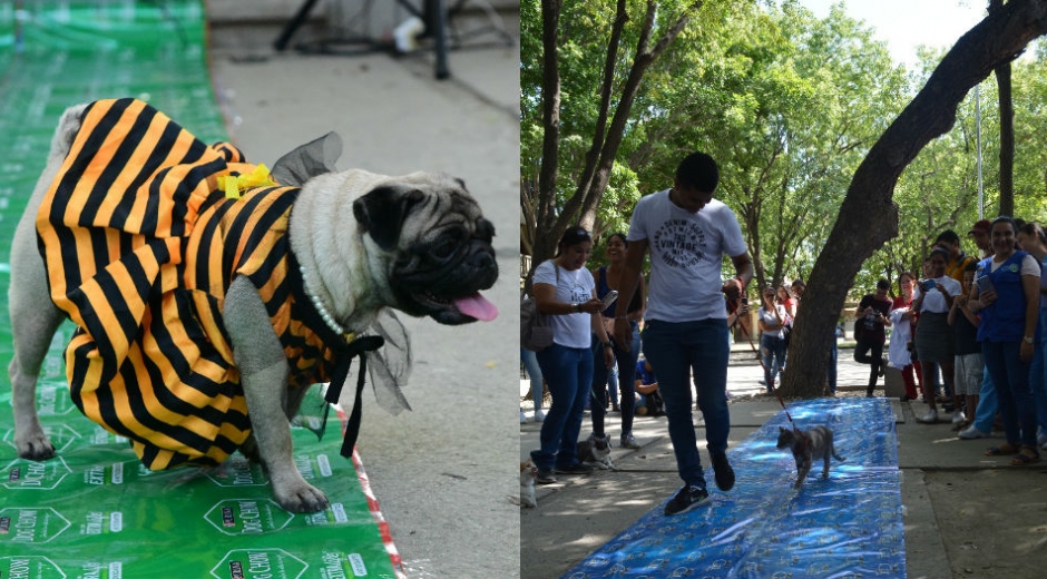 Pasarela animal en la Unimagdalena.