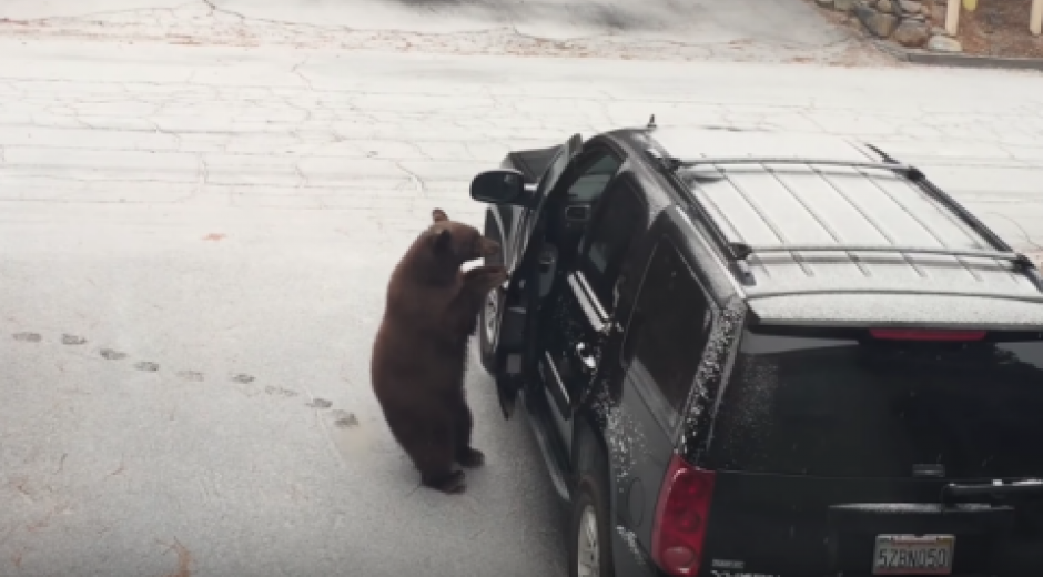 Oso abre camioneta en Estados Unidos