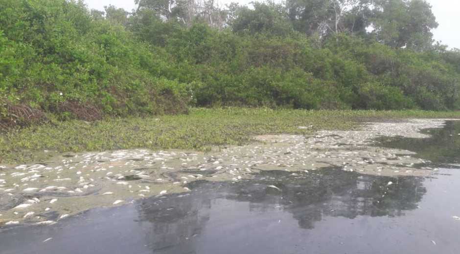 Mortandad de peces en la Ciénaga Grande de Santa Marta. 