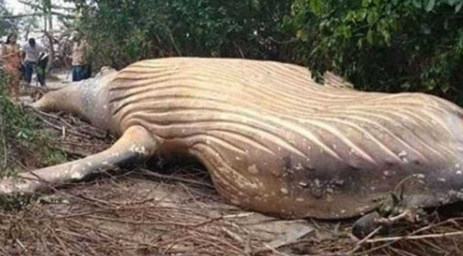 Ballena jorobada encontrada en la selva amazónica.