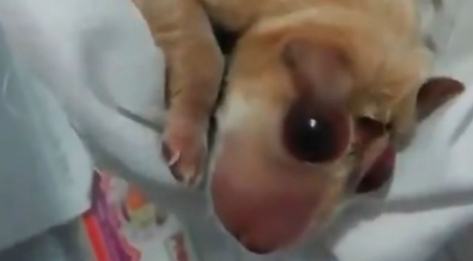 Cortesía Foto del cachorro con anencefalia