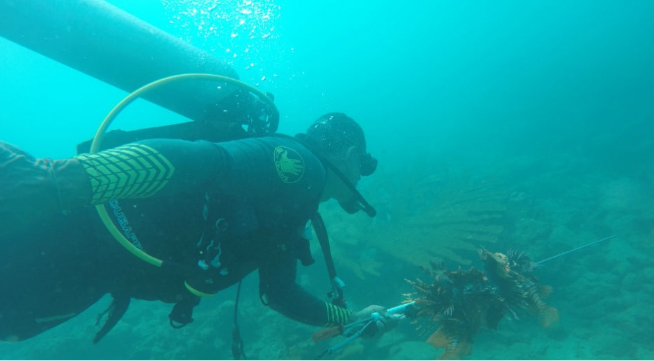 El pez león es una especie invasora que ha hecho presencia en Colombia desde el año 2008 y que se ha propagado en los ecosistemas marinos de alta sensibilidad como los arrecifes de coral.