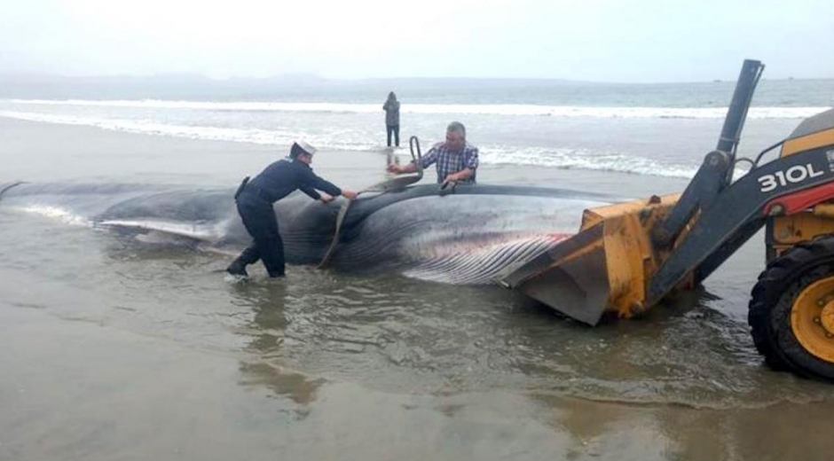 Trabajos de remolque del cuerpo sin vida de una ballena en la orilla de la playa de Tongoy, en la norteña región de Coquimbo (Chile). 