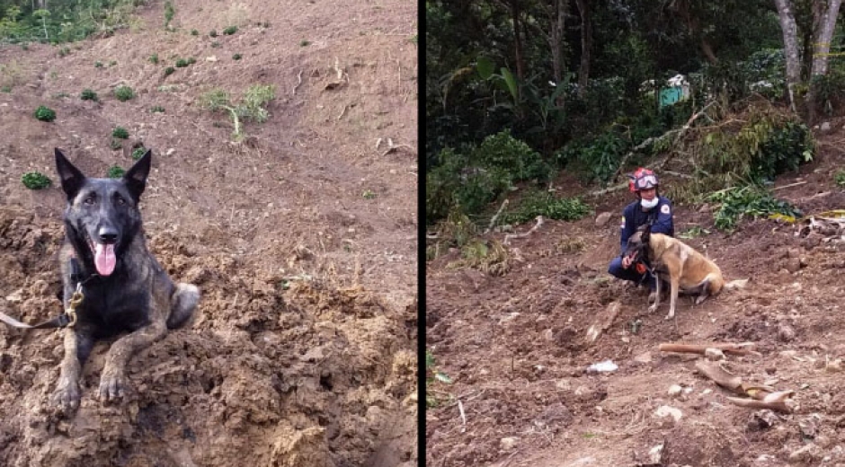 Minuto 30.com Los perros hacen parte fundamental del cuerpo de bomberos de ese departamento