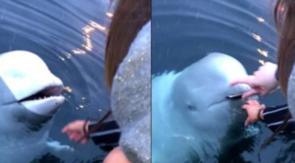 Ballena beluga recupera celular en Noruega