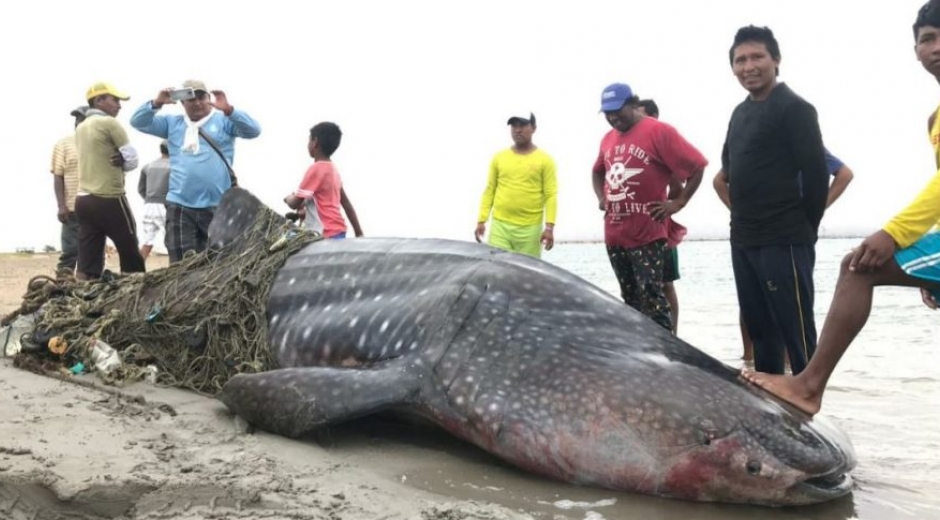 Twitter: @PlataformaALTO Encuentran tiburón ballena muerto en La Guajira